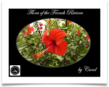 01 LPS Flowers July 2018 (Riviera)  CS  - Carol Sparkes